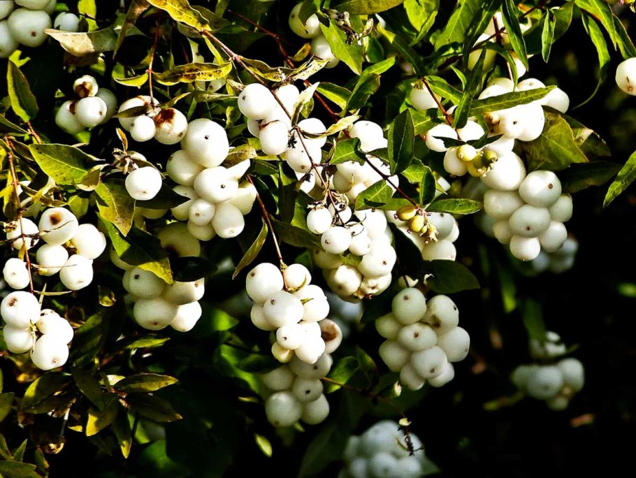 Снежноягодник кистевой