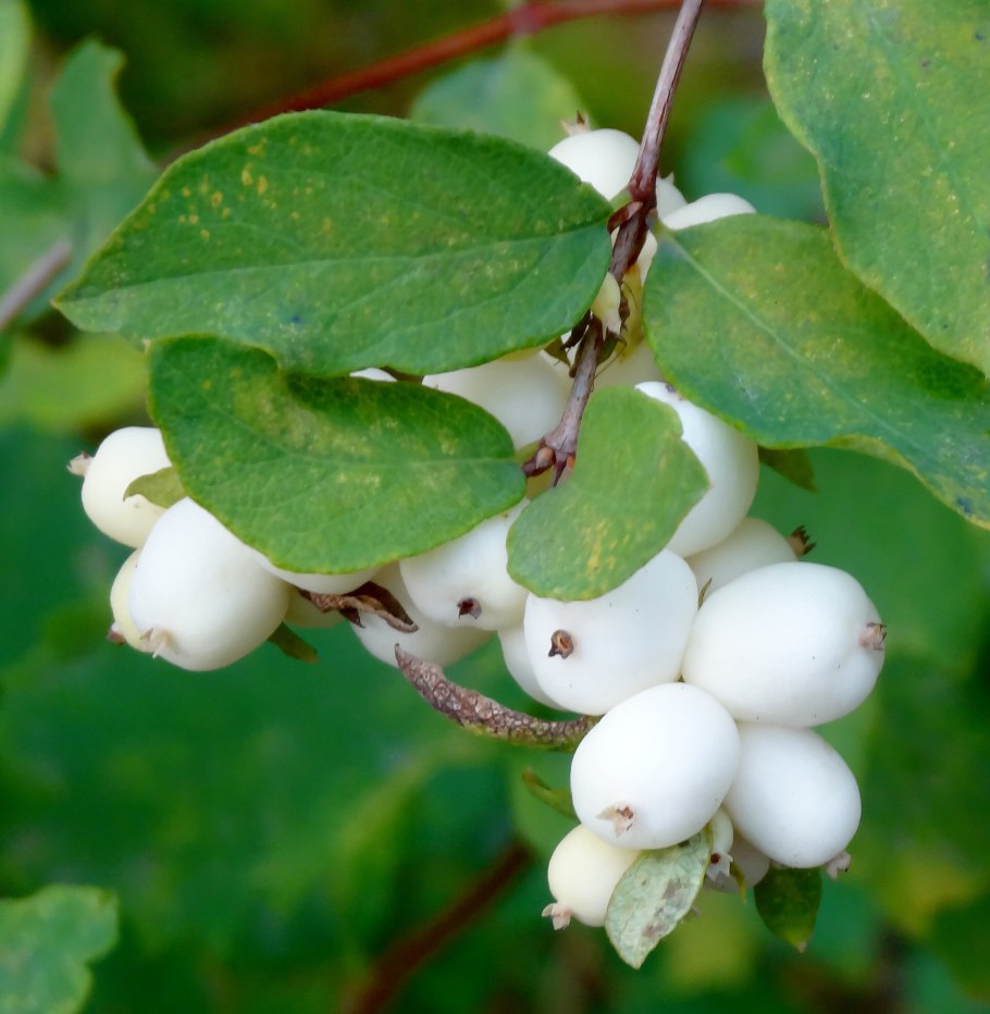 Снежноягодник розовоплодный