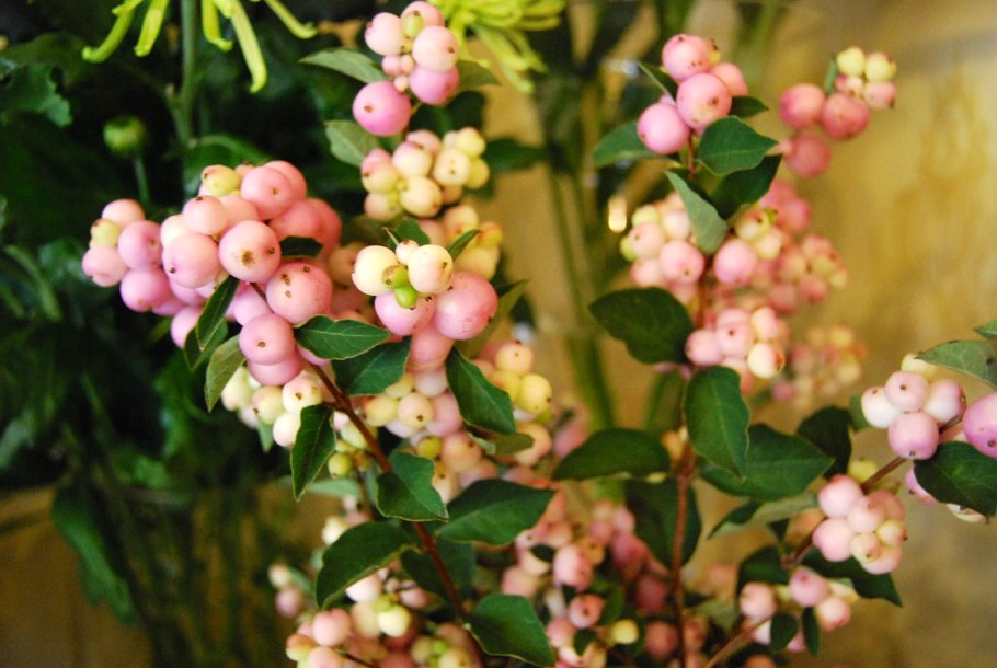 Снежноягодник доренбоза куст