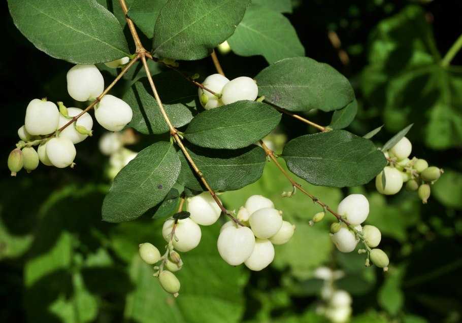 Symphoricarpos albus