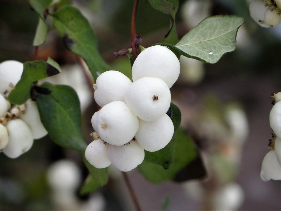 Снежноягодник белый (symphoricarpos albus) куст