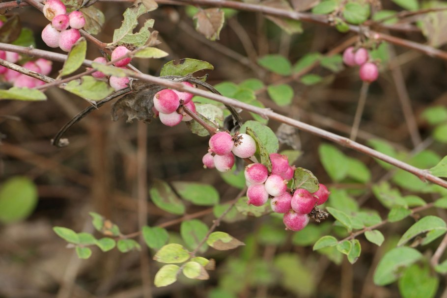 Снежноягодник белый плоды