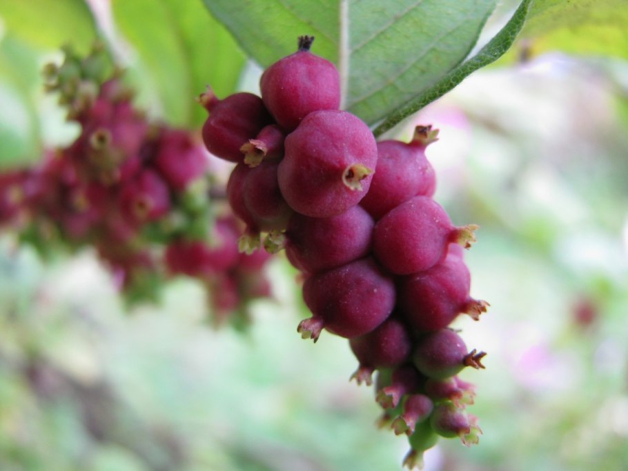 Снежноягодник мэджик берри