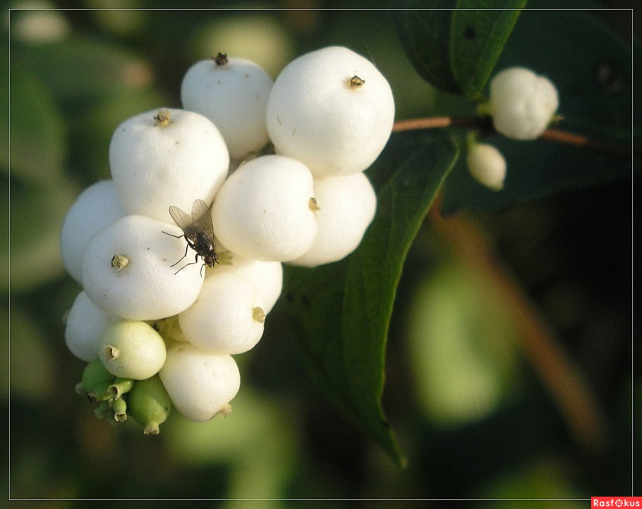 Симфорикарпус снежноягодник