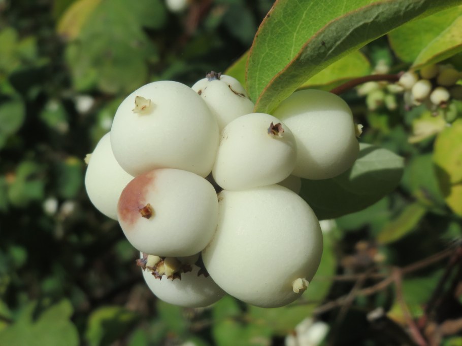 Снежноягодник белый