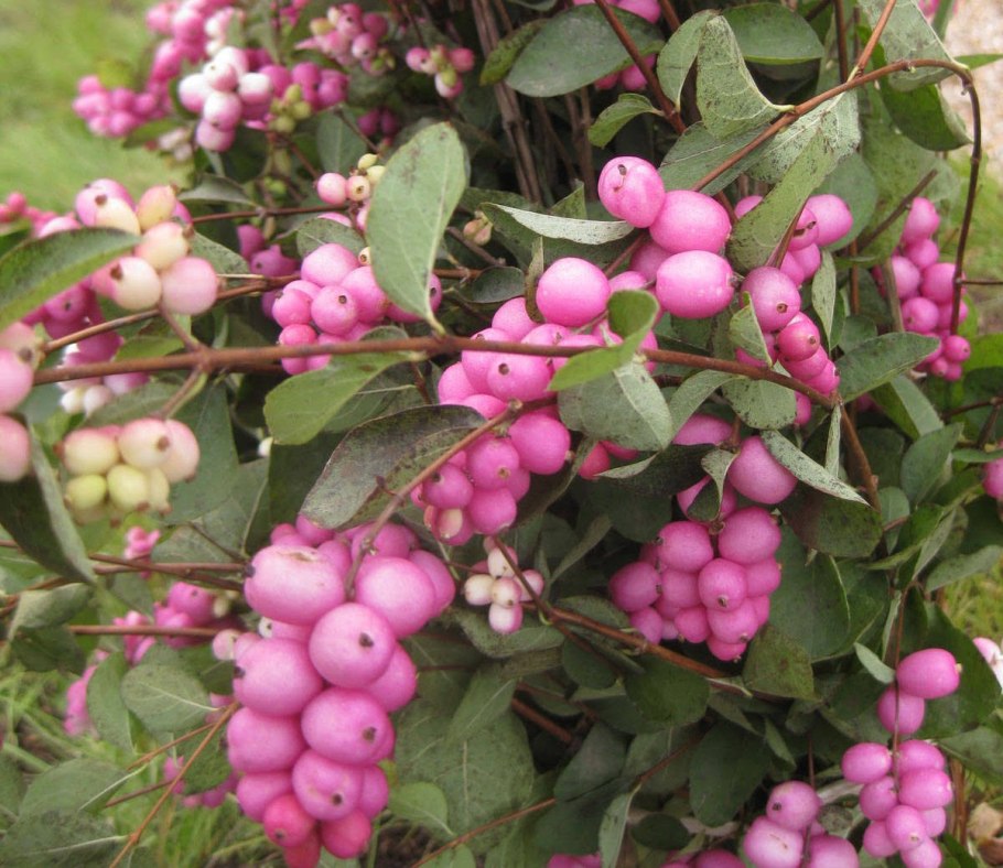 Снежноягодник доренбоза аметист