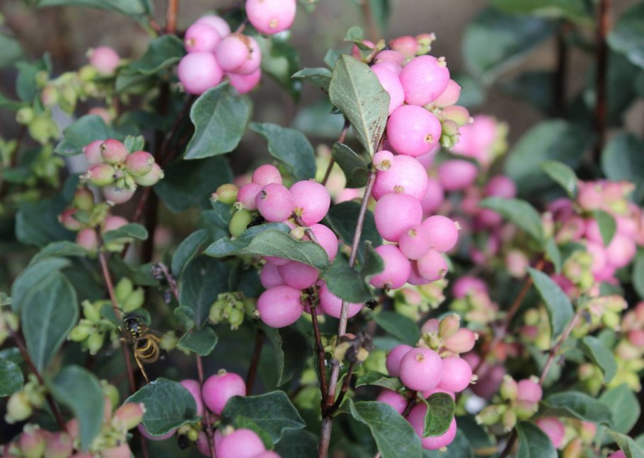 Снежноягодник доренбоза мэджик берри