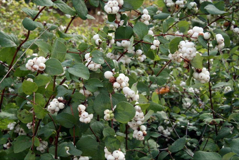 Снежноягодник жимолостные