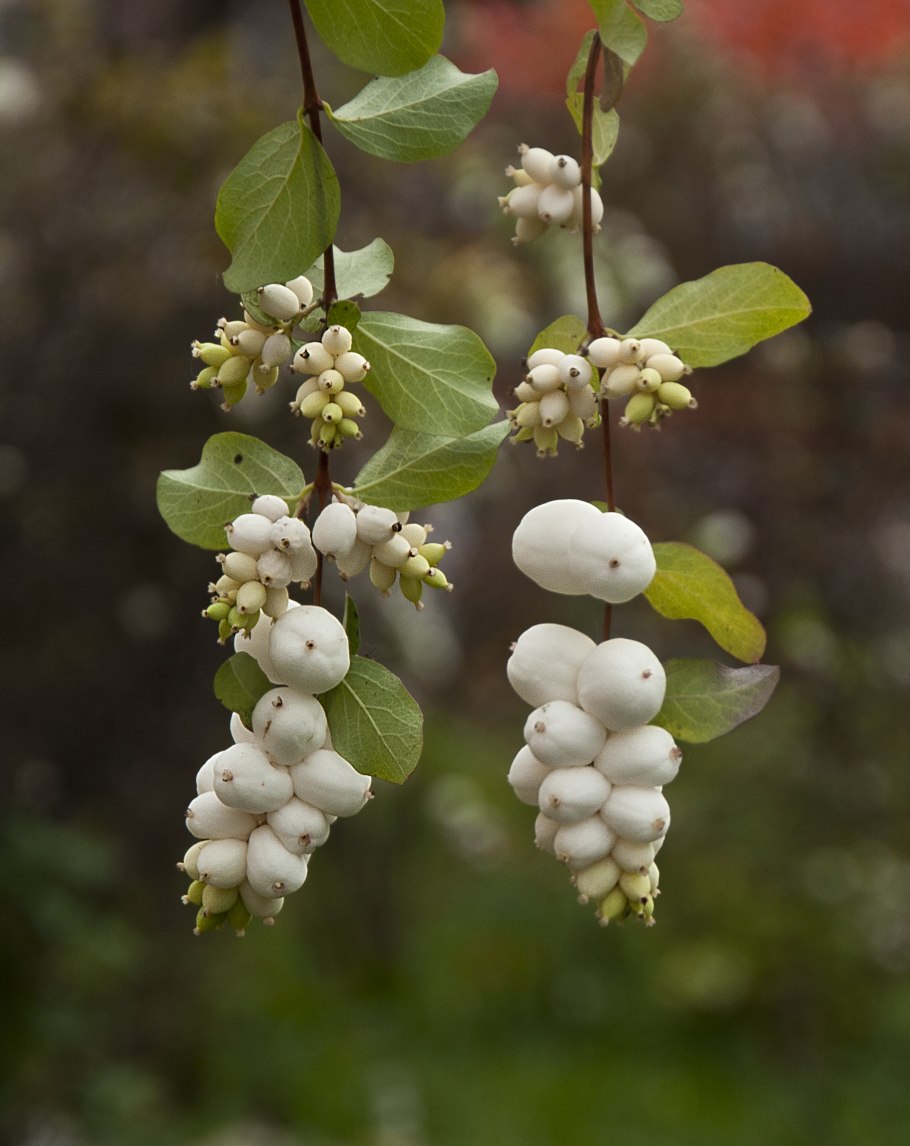 Снежноягодник Приречный Symphoricarpos rivularis