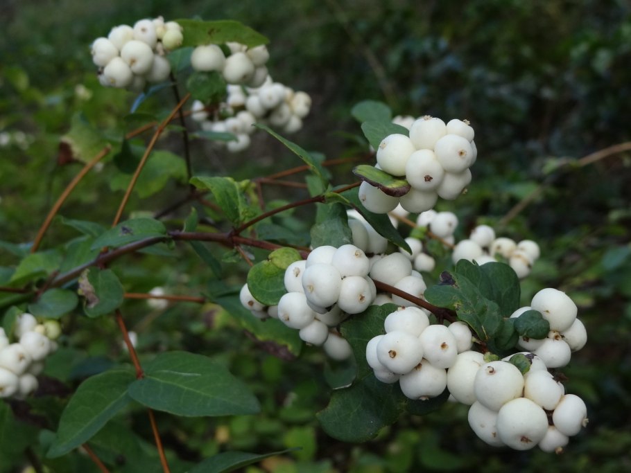 Снежноягодник (symphoricarpos)