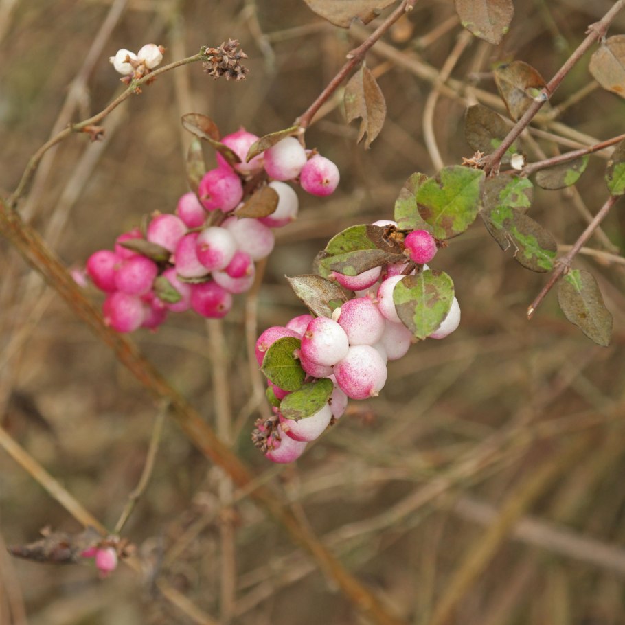 Снежноягодник Доренбоза Мэджик Берри