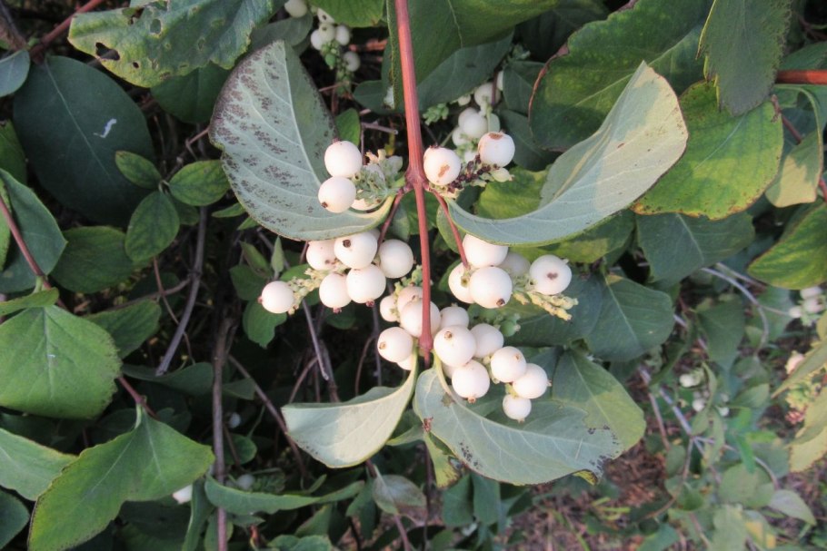 Снежноягодник белый symphoricarpos albus