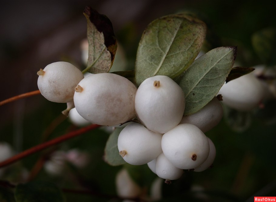 Симфорикарпус снежноягодник