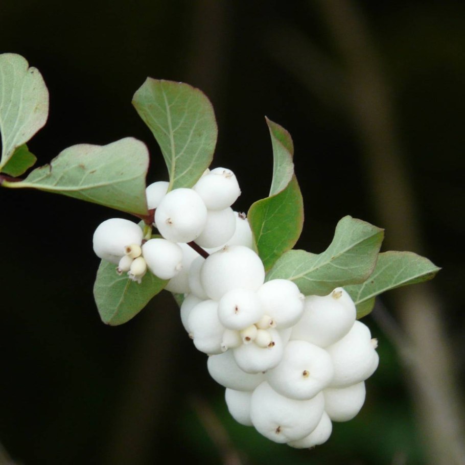 Снежноягодник кистевой