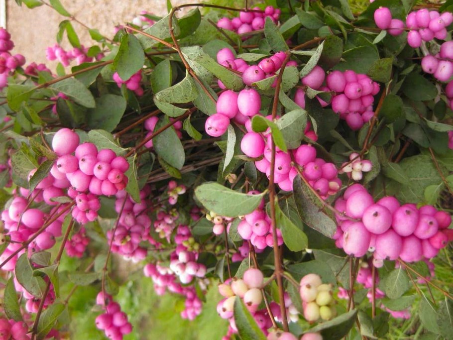 Снежноягодник Доренбоза аметист