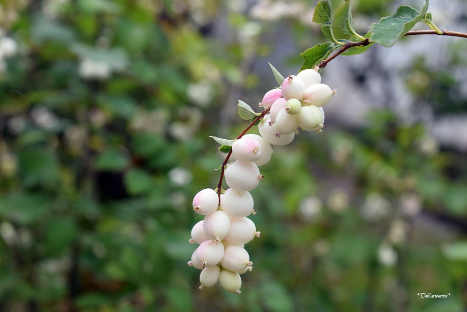 Снежноягодник ядовитое растение