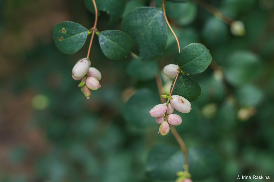 Куст снежноягодник