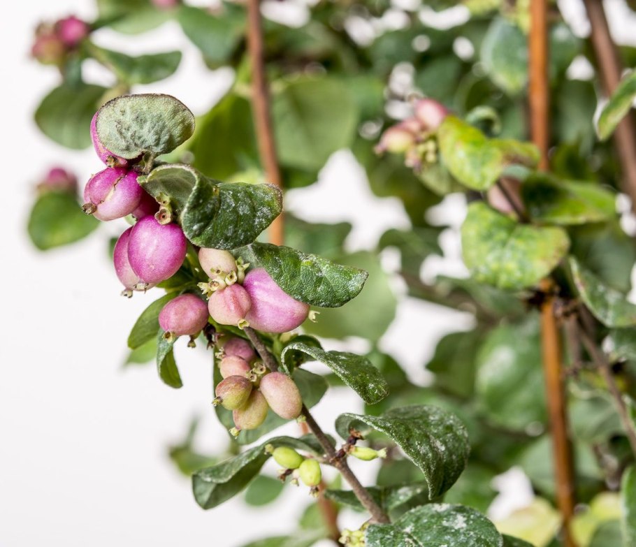 Снежноягодник мэджик берри