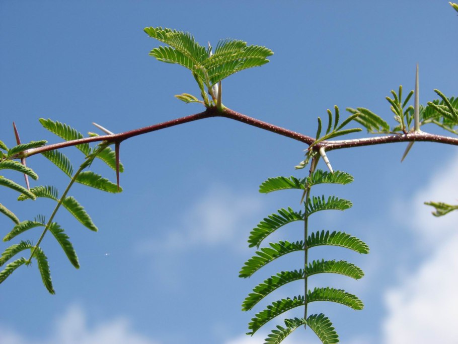 Acacia Farnesiana