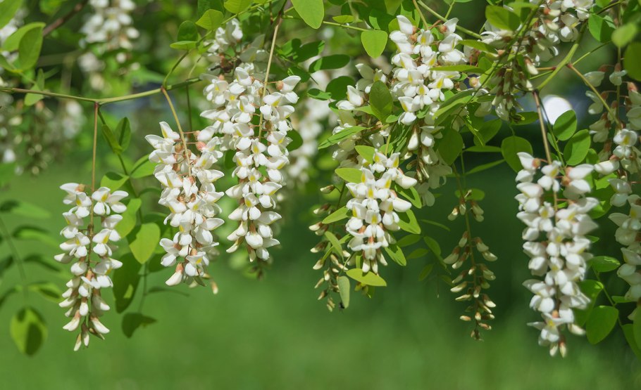 Акация длиннолистная