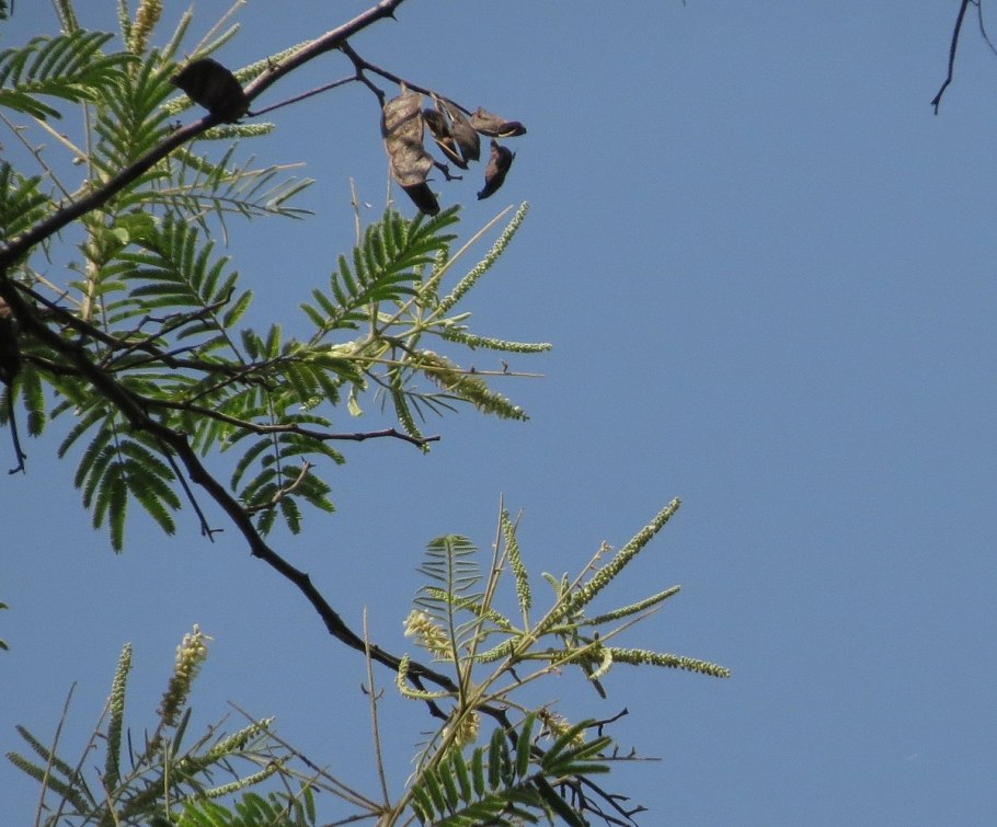Vachellia tortilis