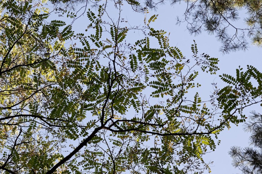 Адыгейская акация