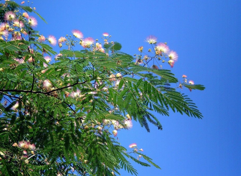 Альбиция ленкоранская акация