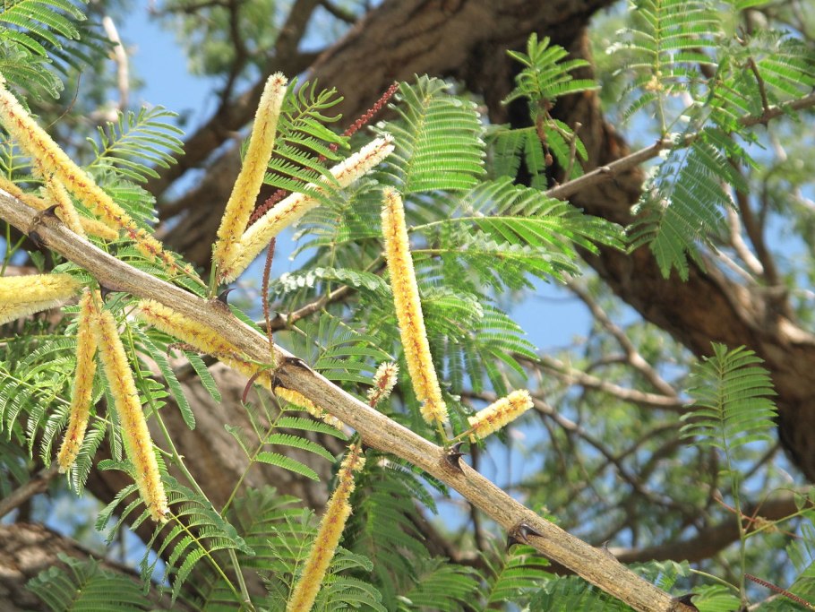 Acacia catechu