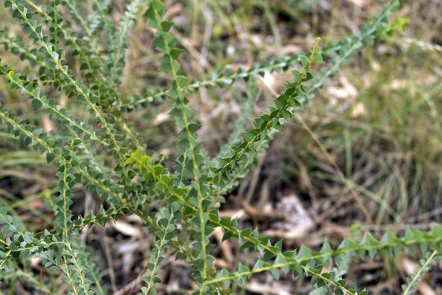 Acacia pravissima
