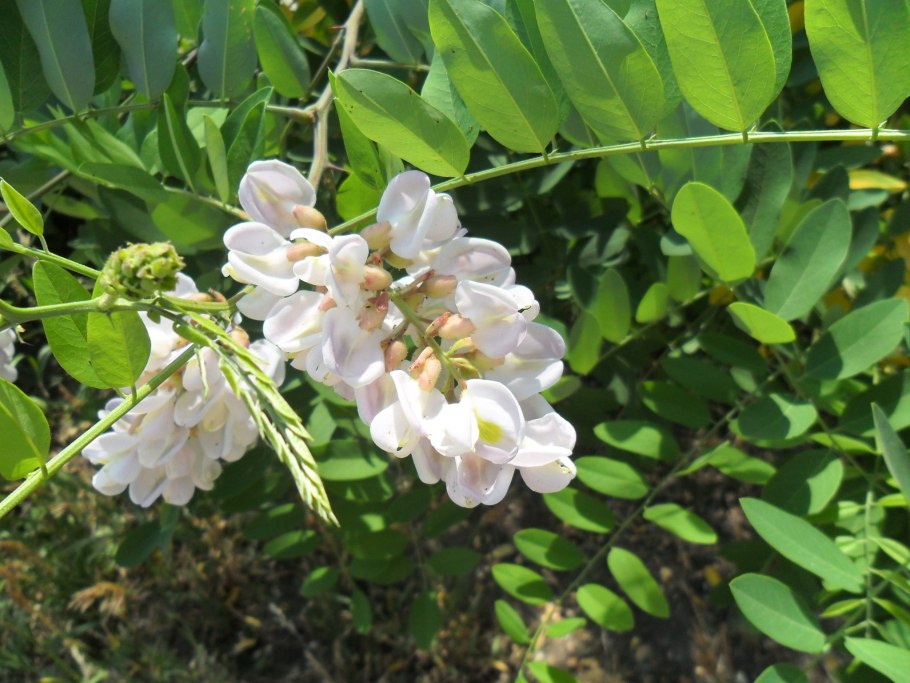 Корень дерево Акация