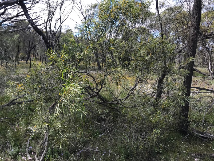 Acacia acuminata