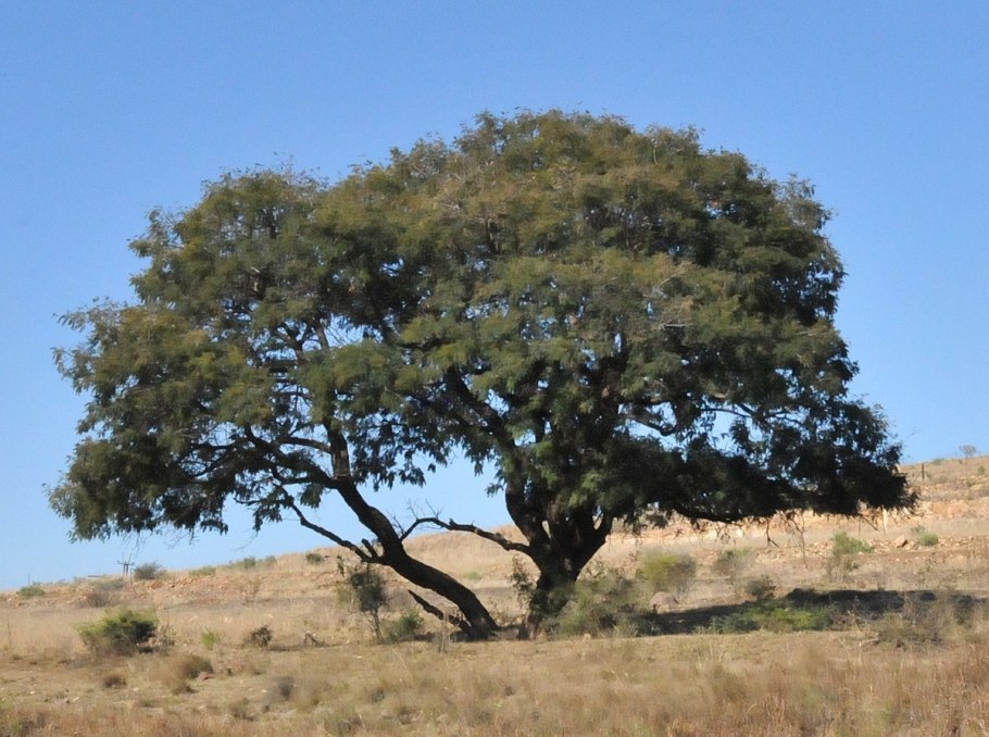 Acacia caffra