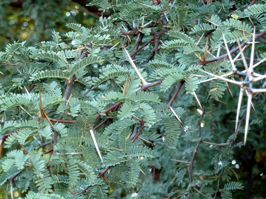 Акация гелиофит