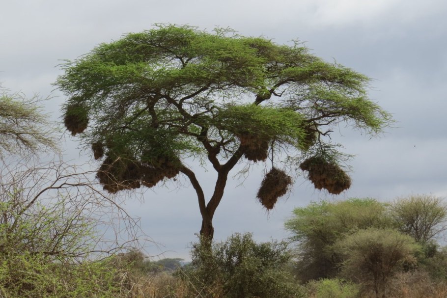 Акация ночью