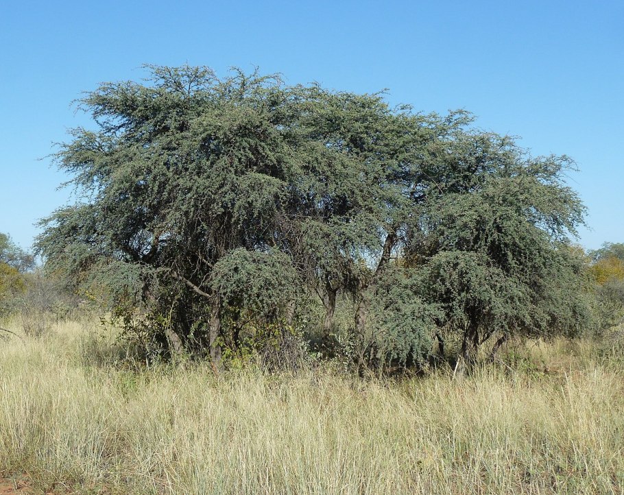 Acacia erioloba