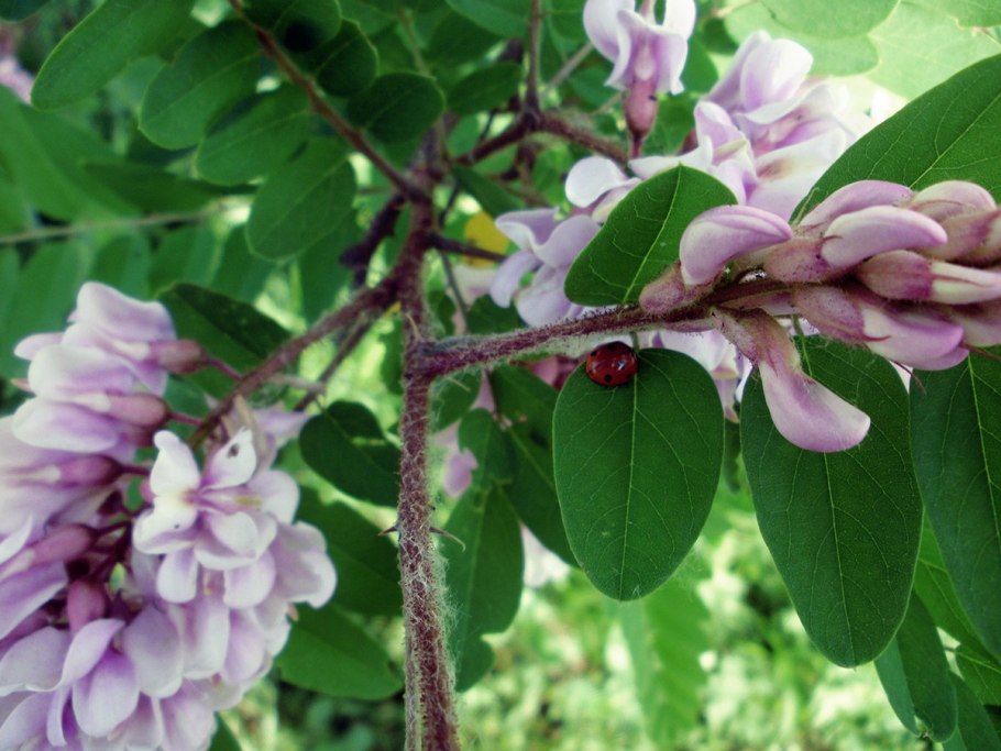 Акация Южная дерево