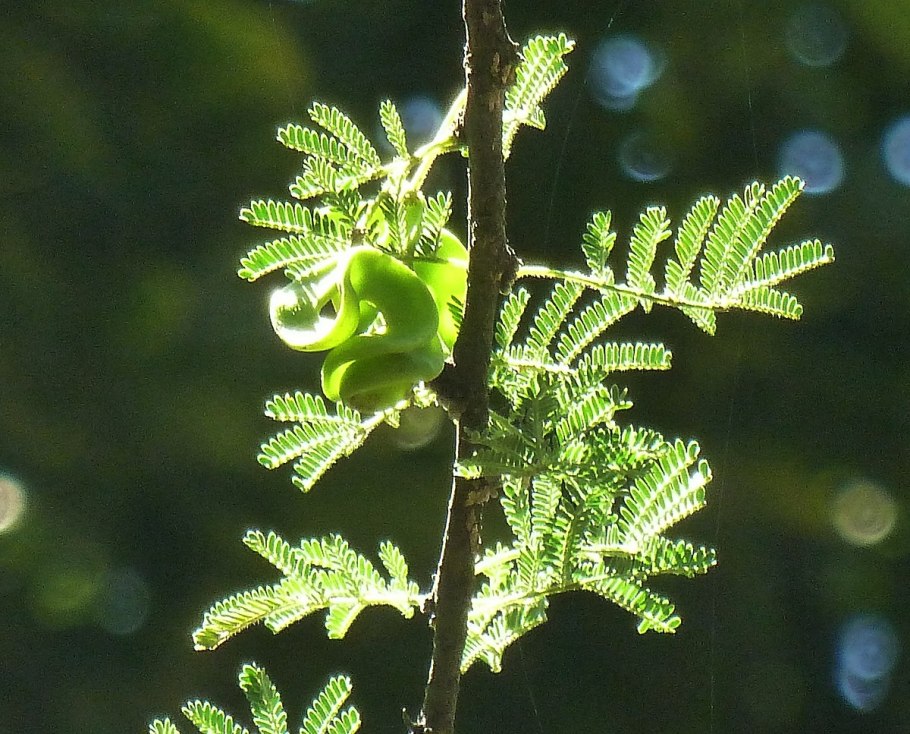 Acacia tortilis