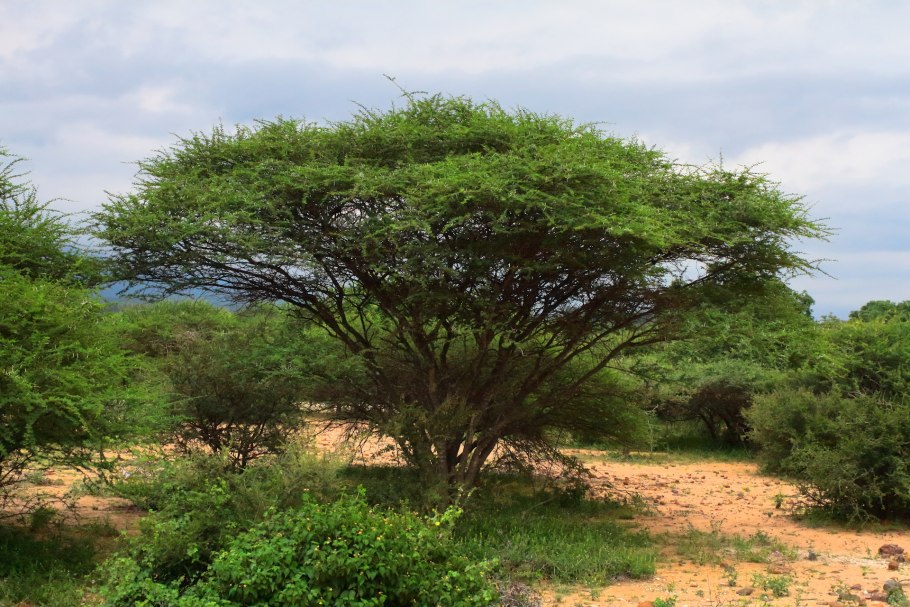 Африканская зонтичная акация
