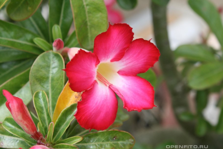 Adenium multiflorum (мультифлорум)