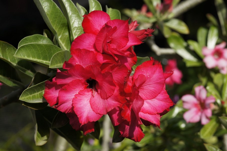Адениум многоцветковый Adenium multiflorum