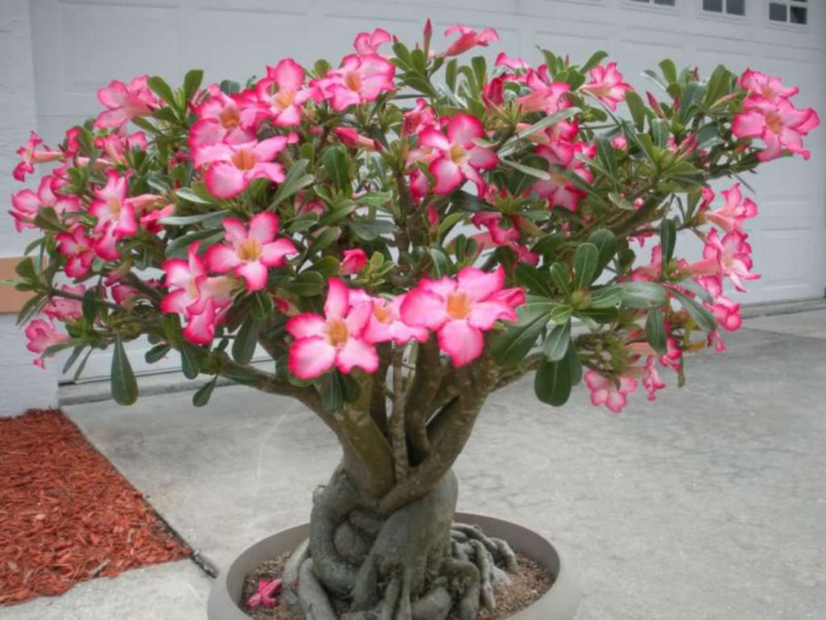 Адениум Carnation