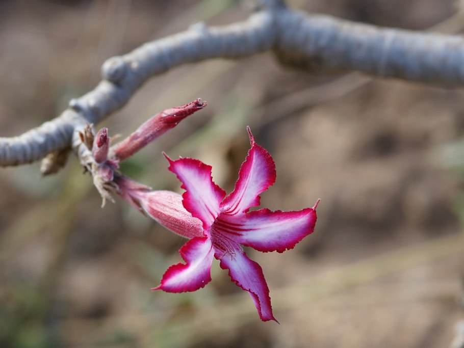 Адениум многоцветковый (a. multiflorum)