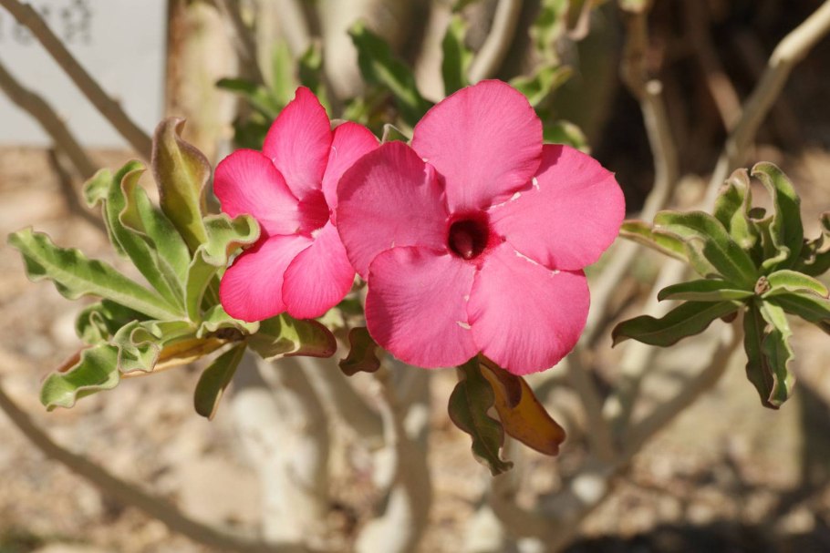 Адениум многоцветковый Adenium multiflorum