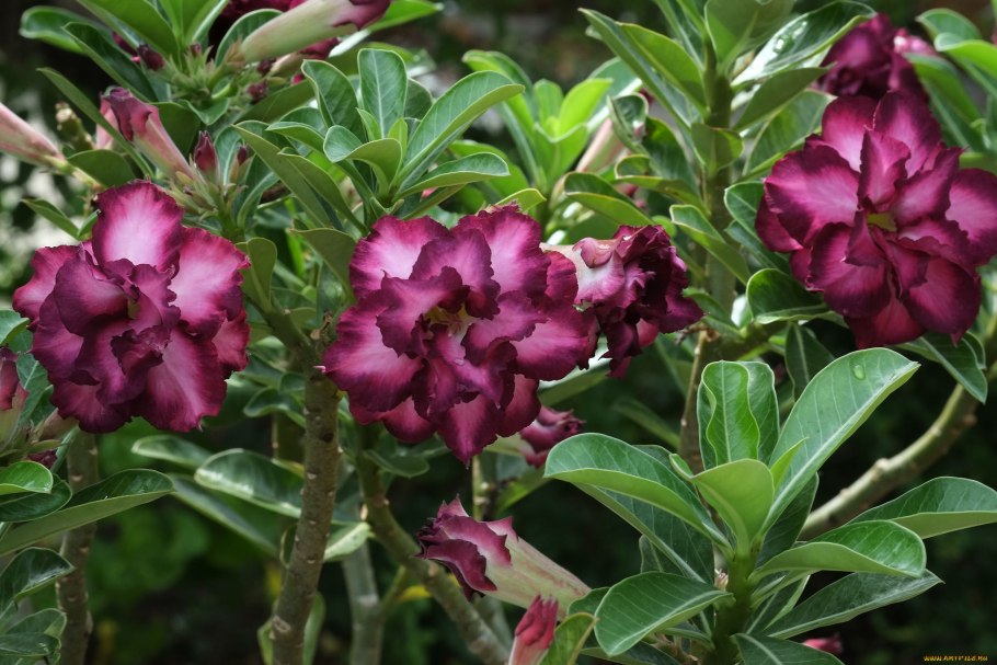 Адениум многоцветковый Adenium multiflorum