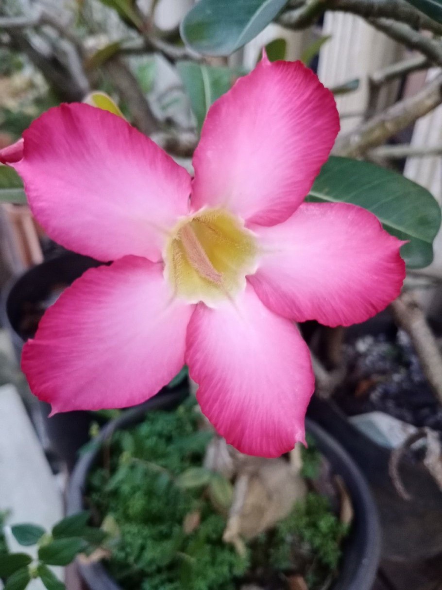 Adenium Boehmianum