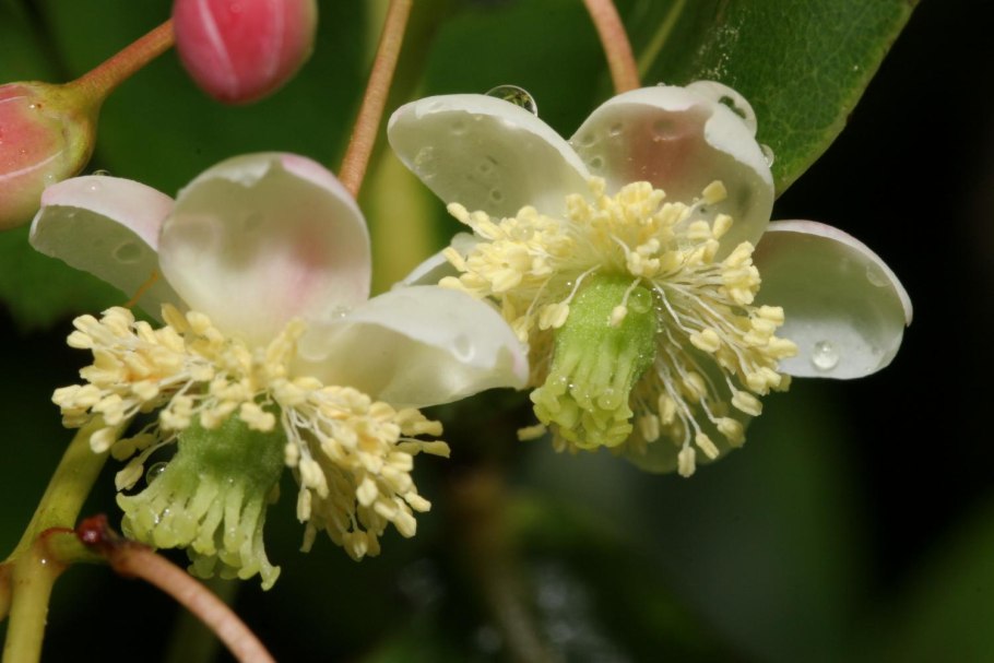 Napoleonaea Imperialis