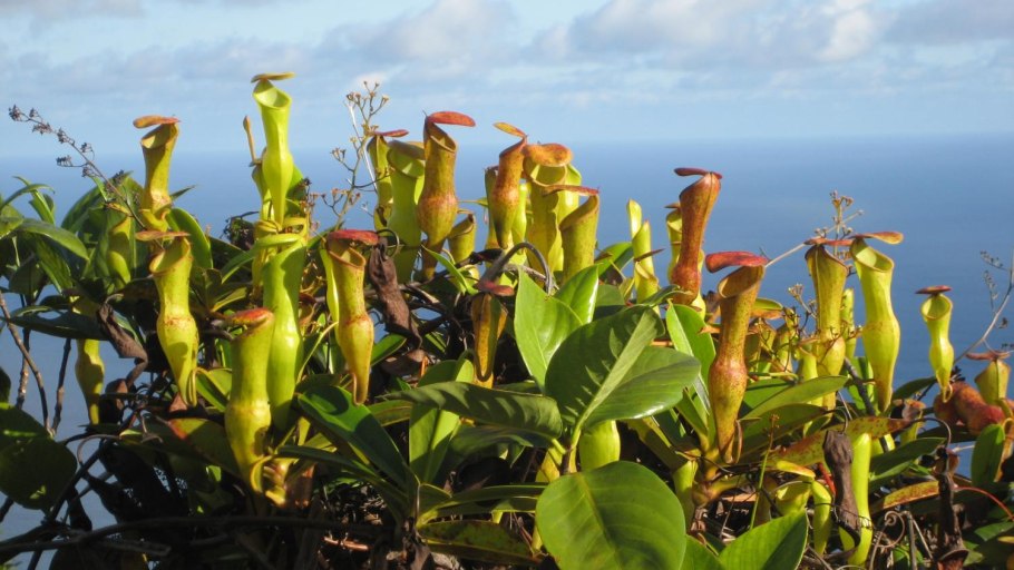 Охна цельнокрайняя