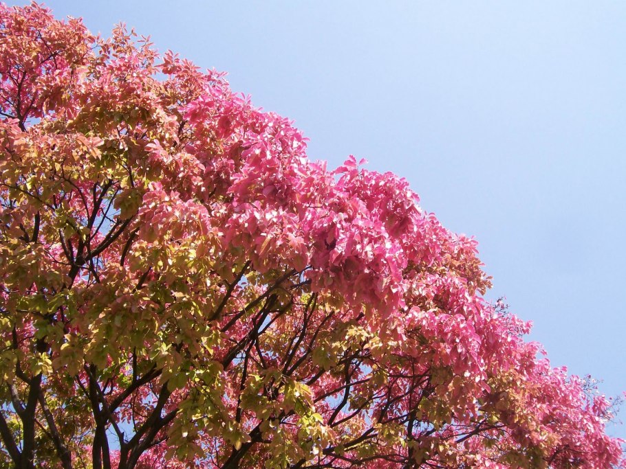 Сапукайя дерево