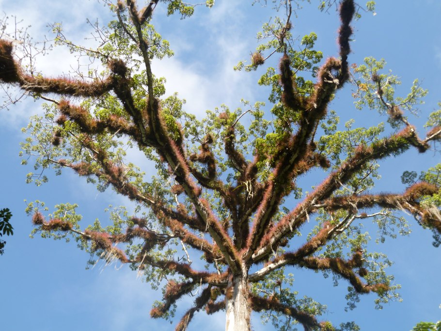 Растение НАПОЛЕОНИЯ биография