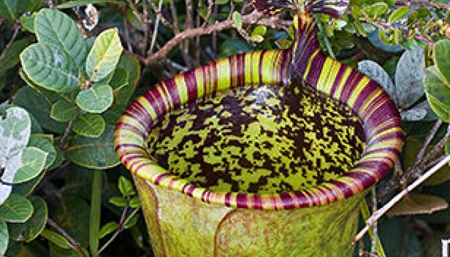 Карбюратор leader pz19jb